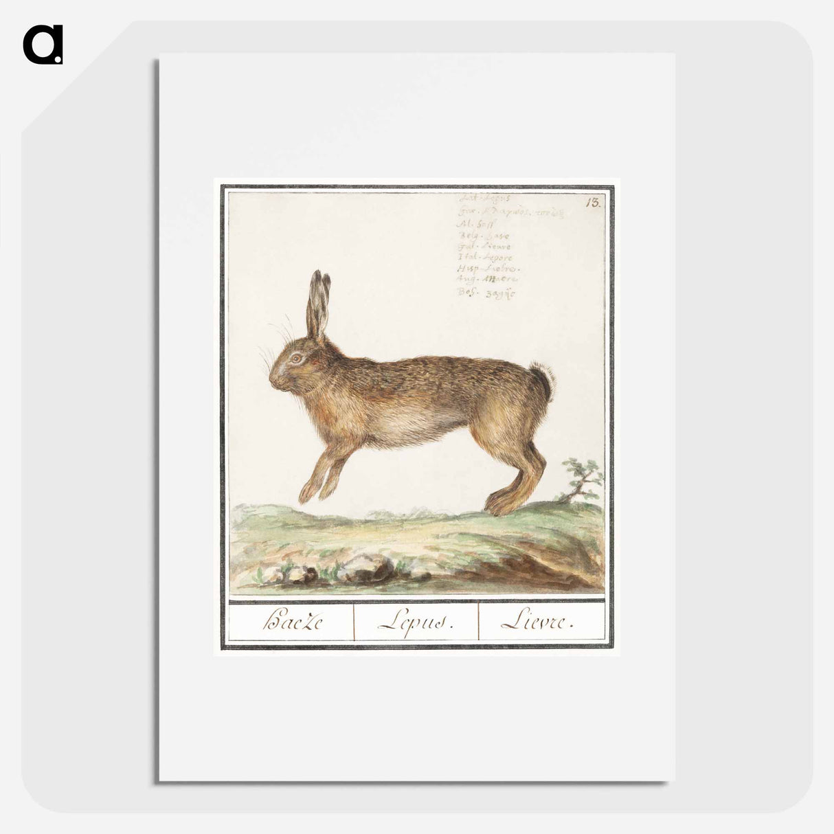 Hare, Lepus europaeus - アンセルムス ボエティウス デ ブート Poster.