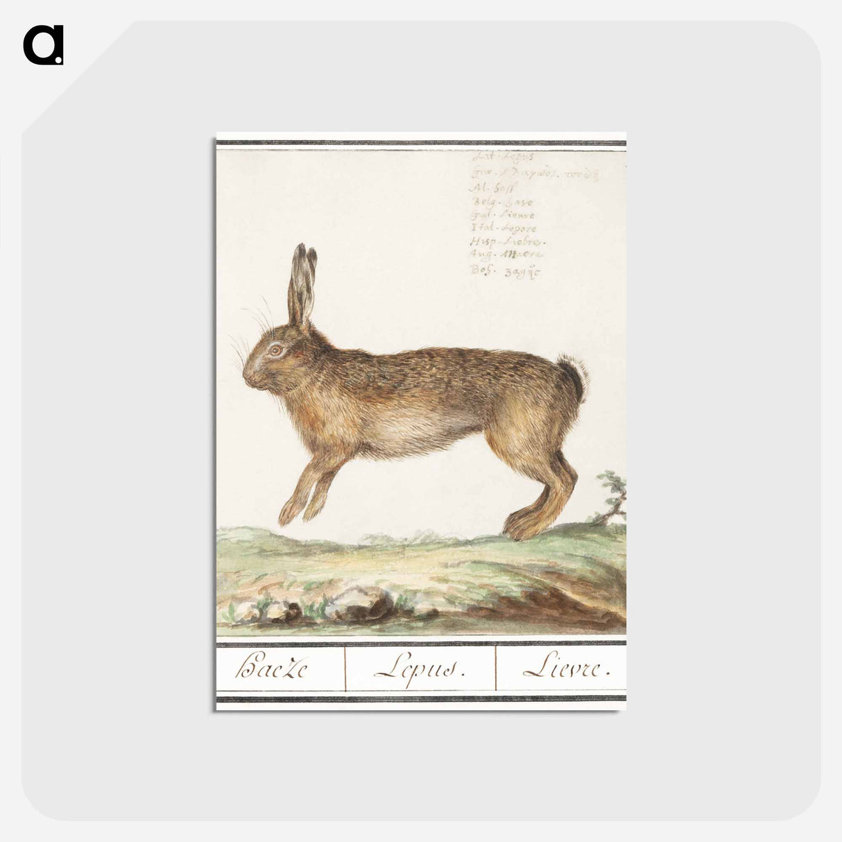 アートポストカード-Hare, Lepus europaeus - アンセルムス ボエティウス デ ブート Postcard.