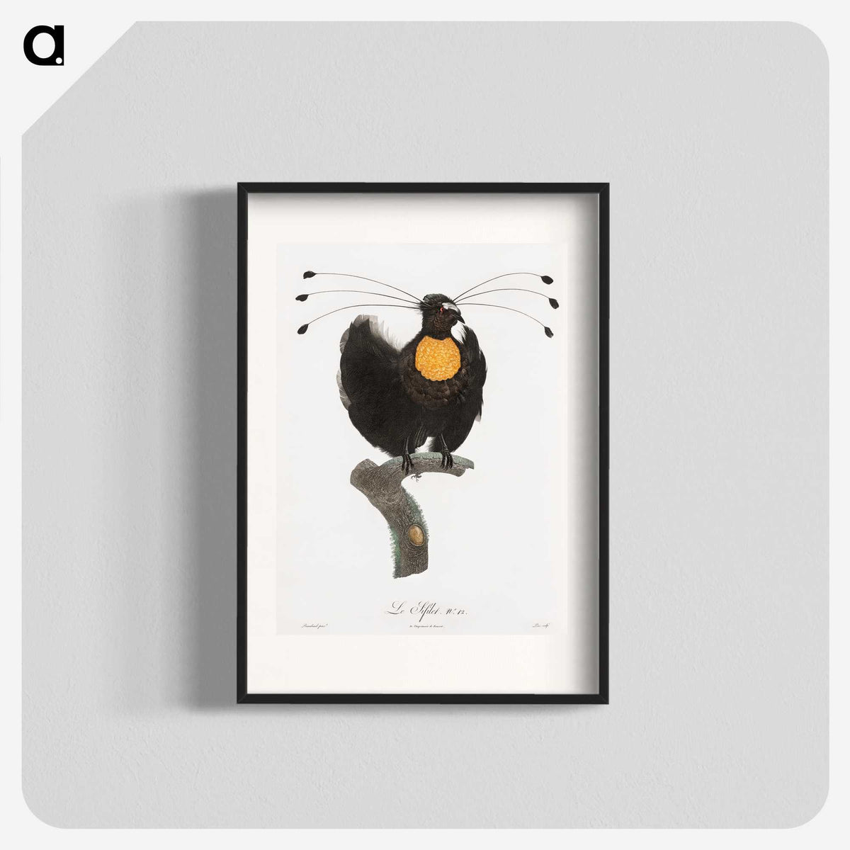 1-18_Des-Oiseaux-de-Paradis_blk