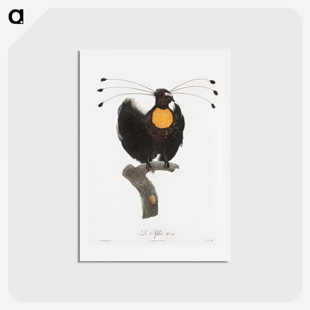 1-18_Des-Oiseaux-de-Paradis_hagaki