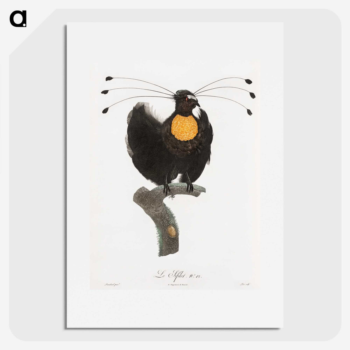 1-18_Des-Oiseaux-de-Paradis_picture