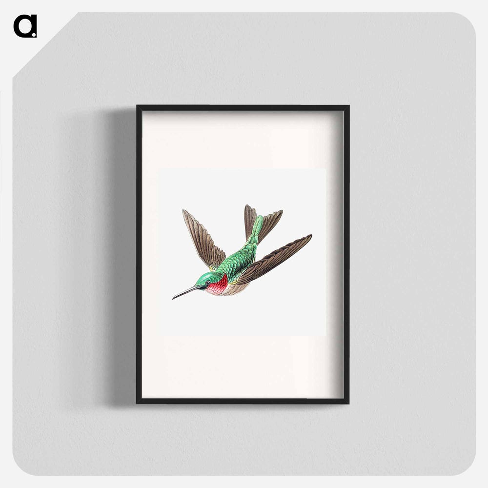 Colorful vintage hummingbird illustration - エルンスト ヘッケル Poster.