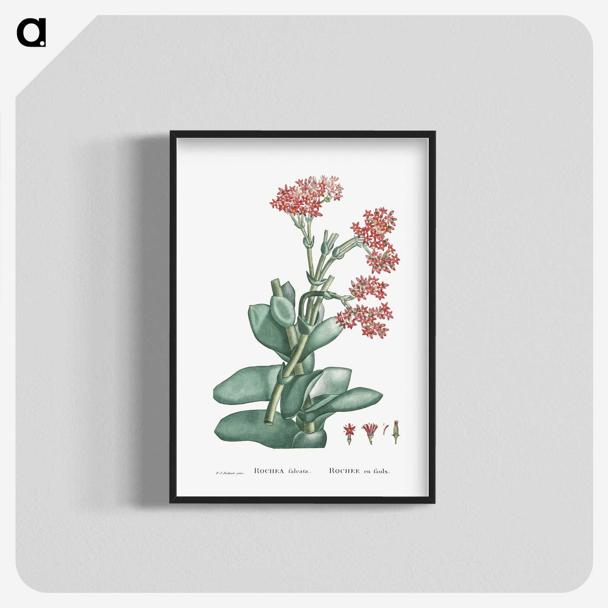 1-18_Histoire-des-Plantes-Grasses_blk-crop