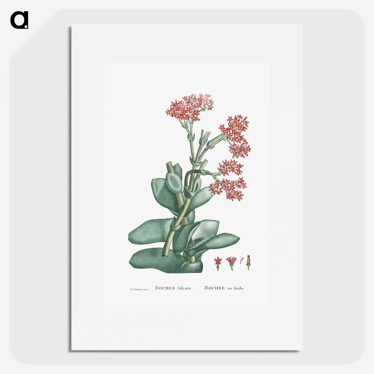 1-18_Histoire-des-Plantes-Grasses_picture