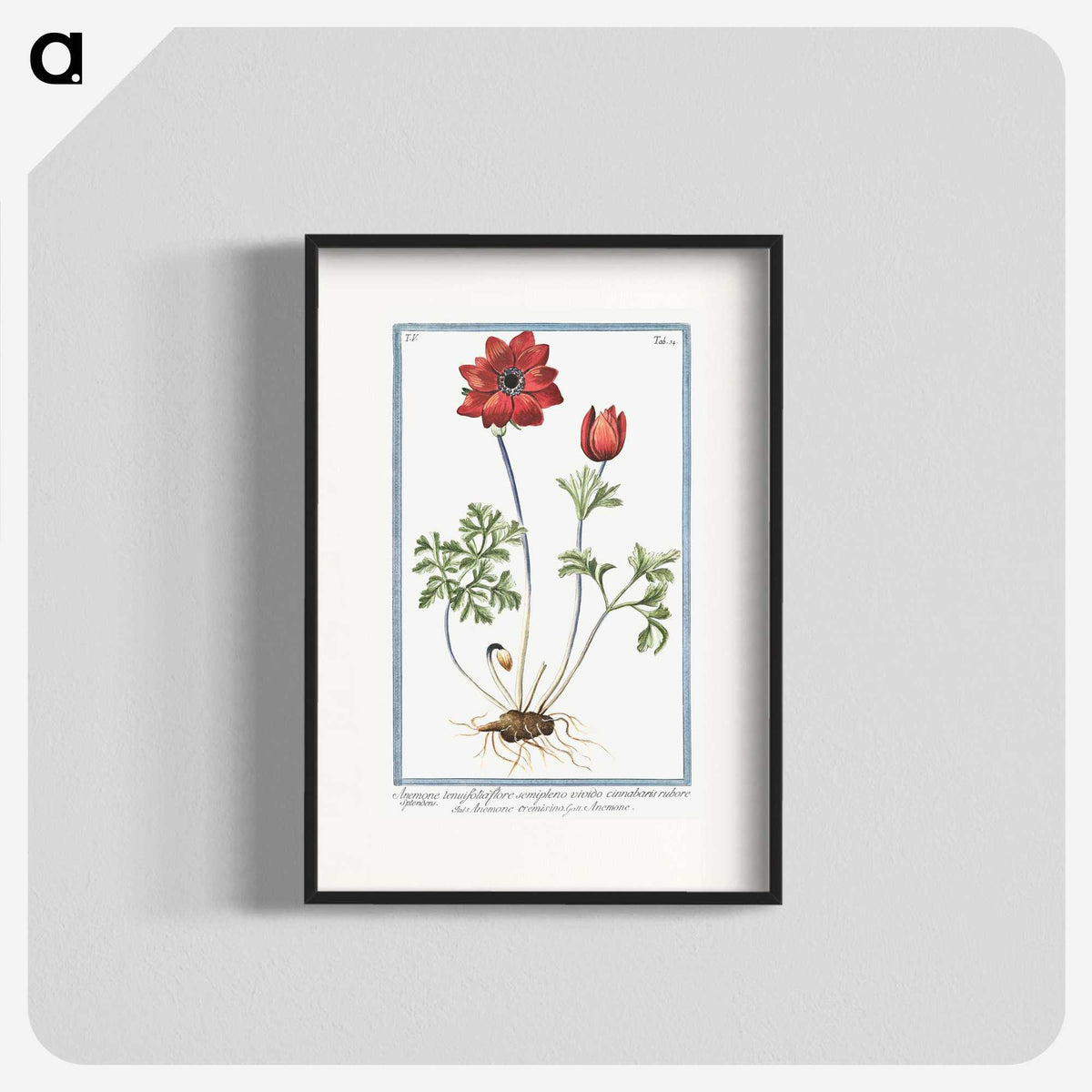 1-18_Hortus-Romanus-Botanical-Plates_blk