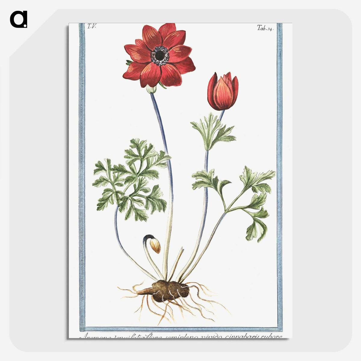 1-18_Hortus-Romanus-Botanical-Plates_picture-crop