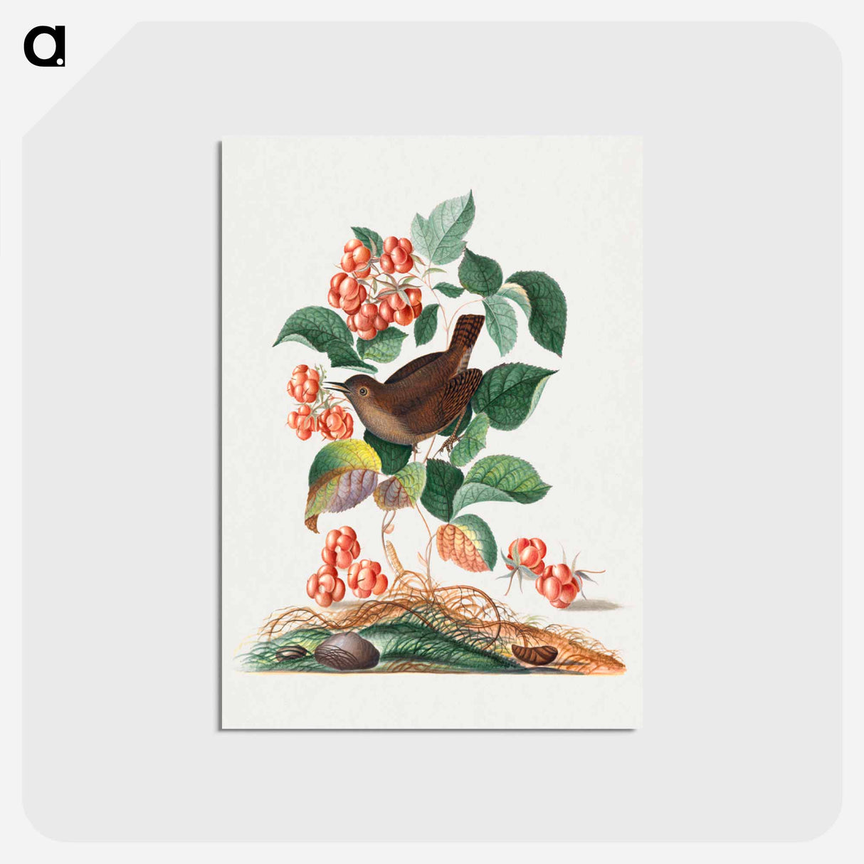 アートポストカード-Anna Blackburne's Natural History Cabinet
- ジェームズ ボルトン Postcard.