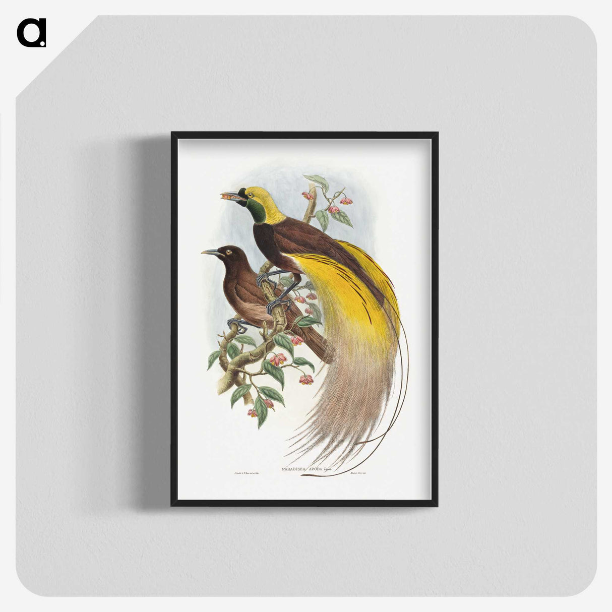 1-18_John-Gould_blk-crop