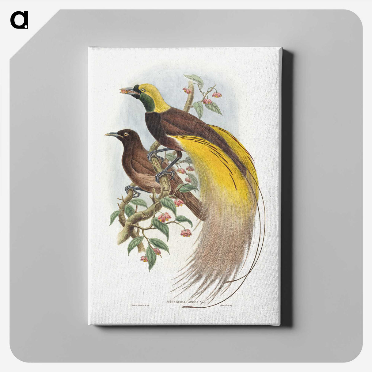 1-18_John-Gould_canvas