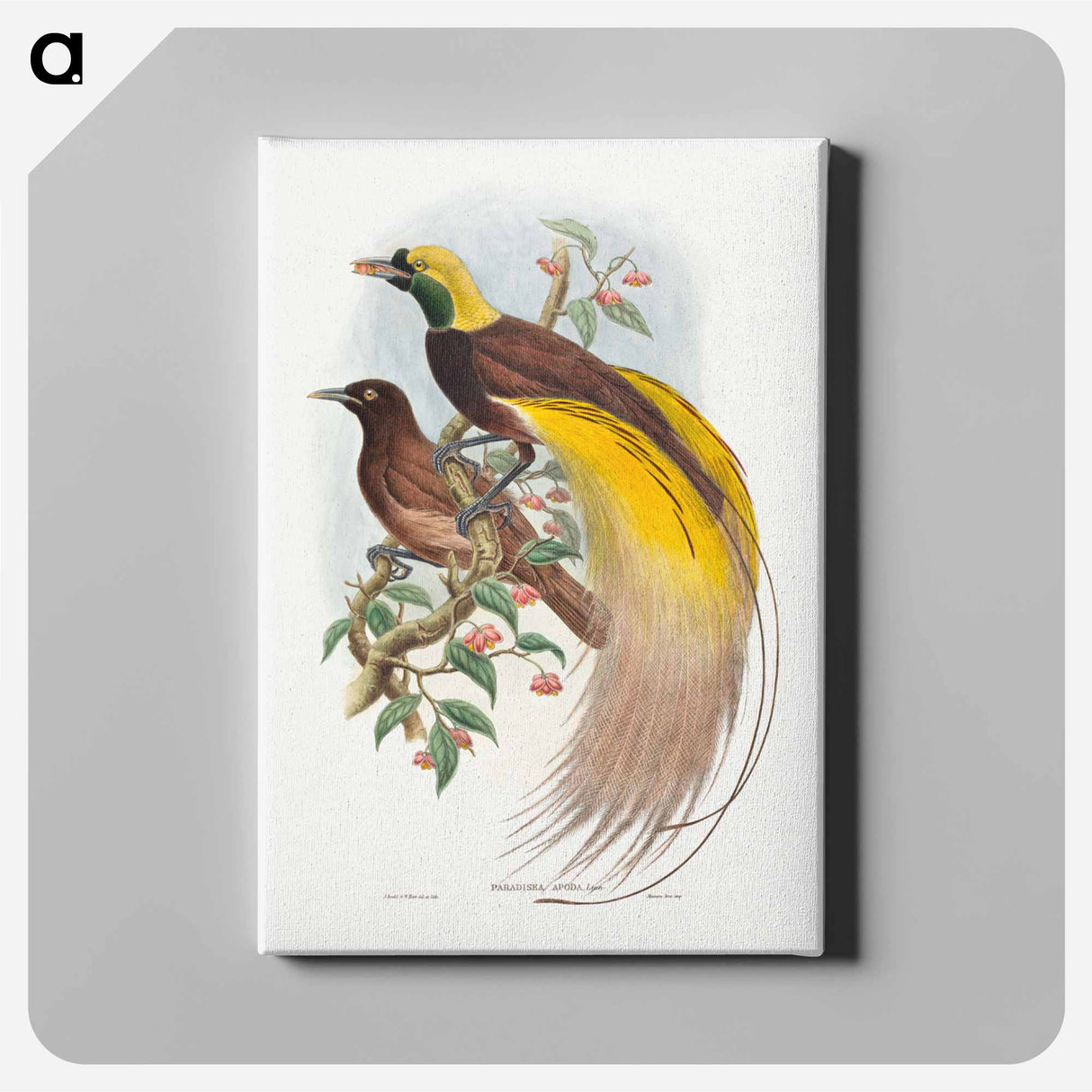 アートパネル-Bird of Paradise
- ジョン グールド Canvas.