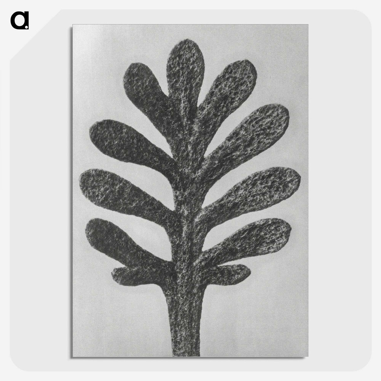 1-18_Karl-Blossfeldt_picture-crop