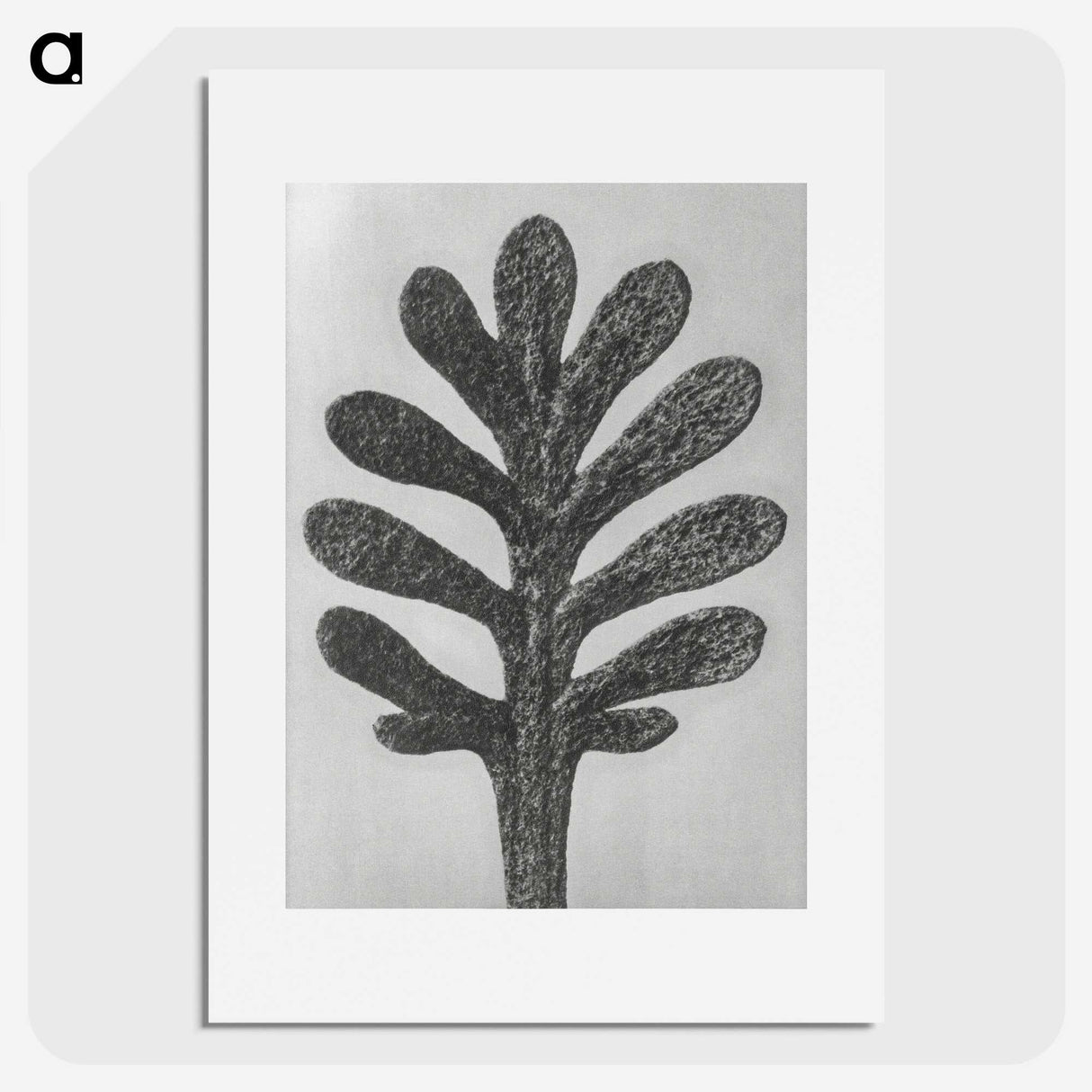 1-18_Karl-Blossfeldt_picture