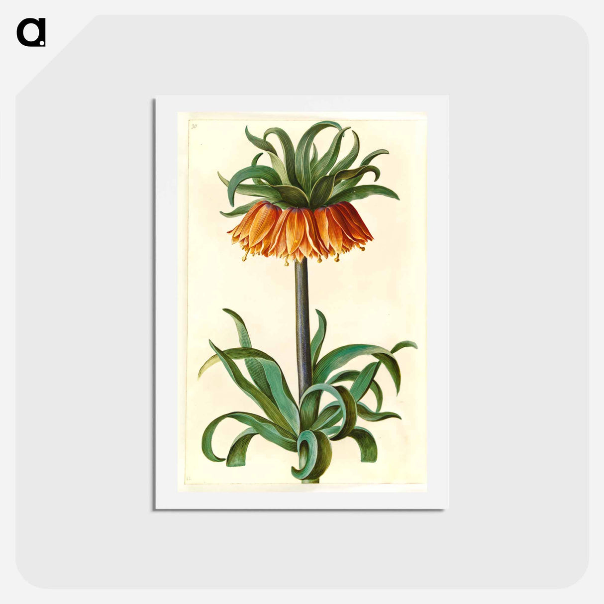 アートポストカード-Fritillaria Imperialis
- マリア ジビーラ メーリアン Postcard.