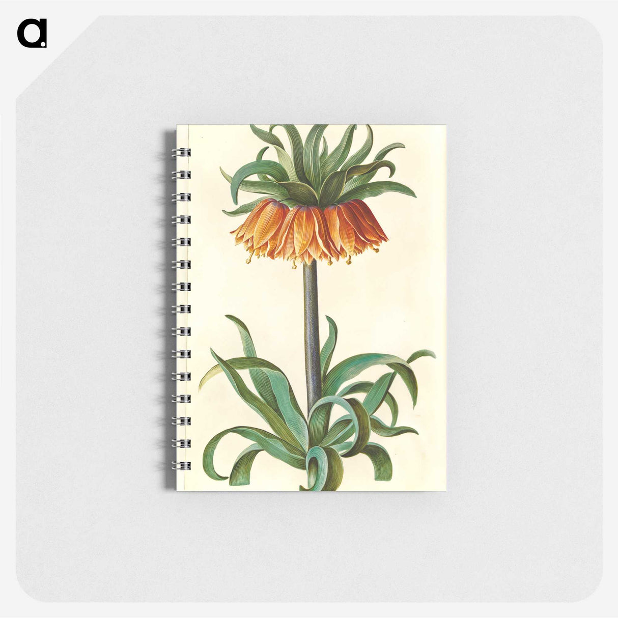 1-18_Maria-Sibylla-Merian_memo