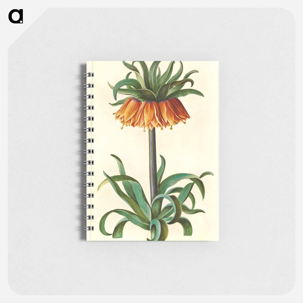 アートメモ帳-Fritillaria Imperialis
- マリア ジビーラ メーリアン Memo.