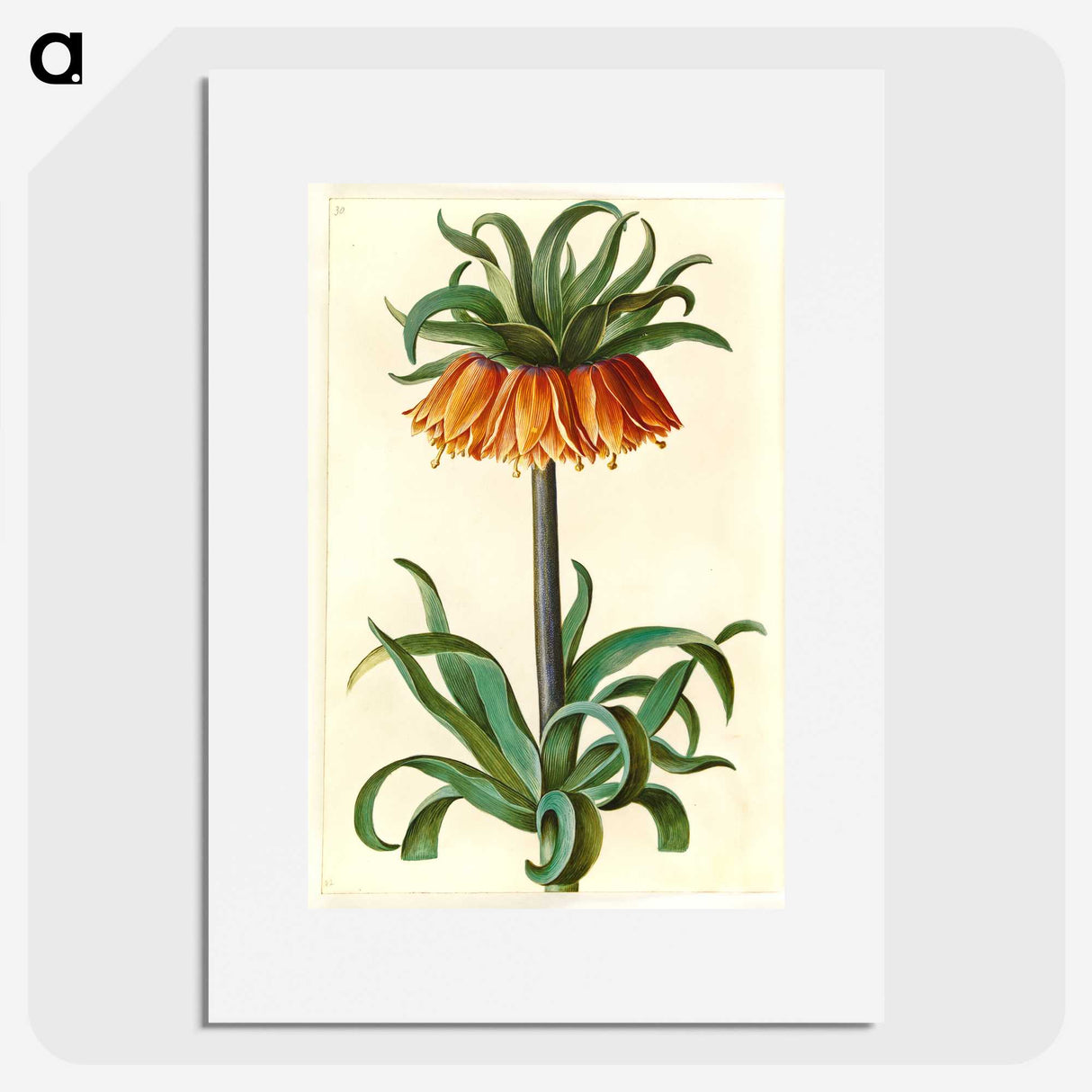 1-18_Maria-Sibylla-Merian_picture