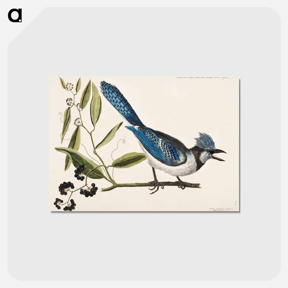アートポストカード-Crested Jay
- マーク ケイツビー Postcard.