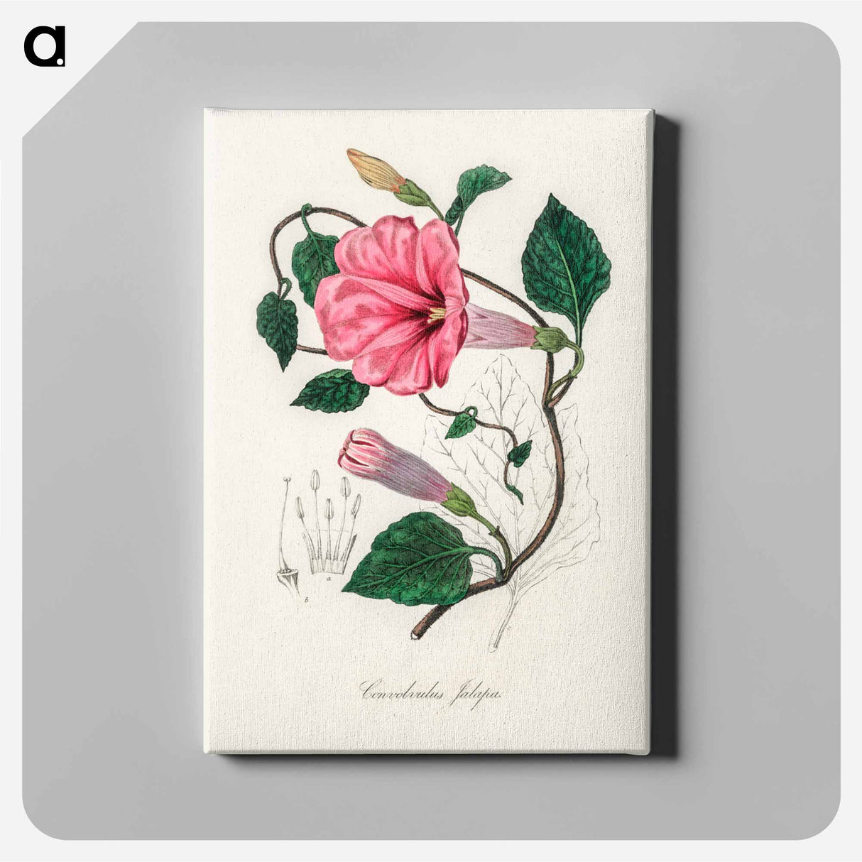 アートパネル-Jalap (Convolvulus jalapa) Illustration
- 薬用植物学 Canvas.