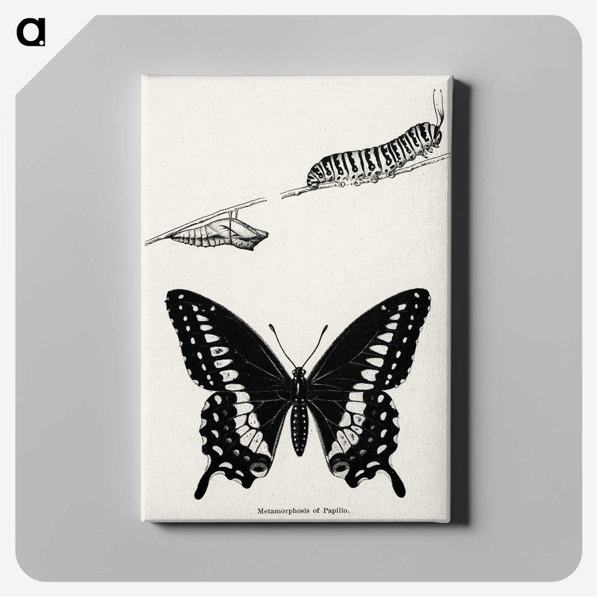1-18_Moths-and-Butterflies-of-the-United-States_canvas