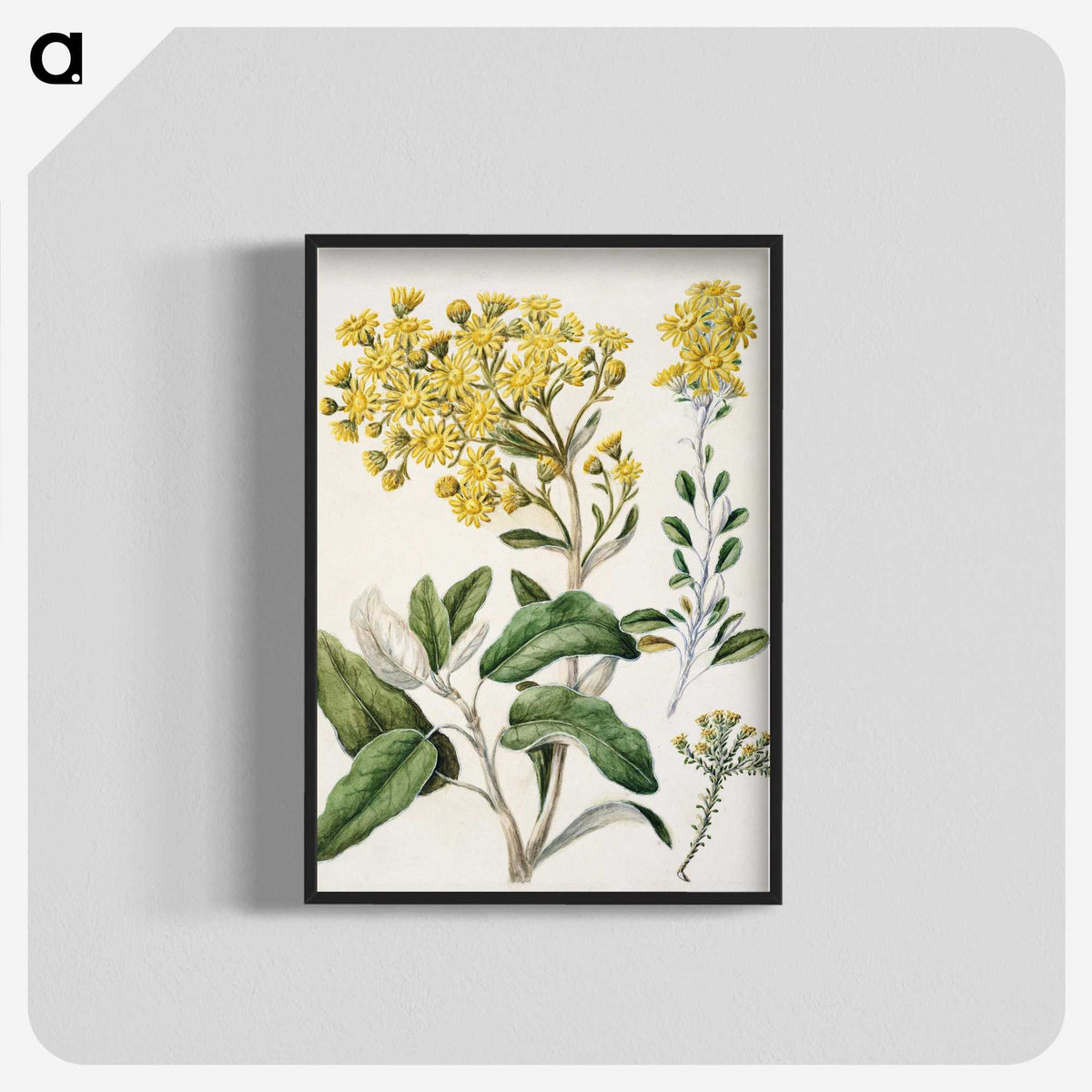 1-18_Native-Flowering-Plants-of-New-Zealand_blk-crop