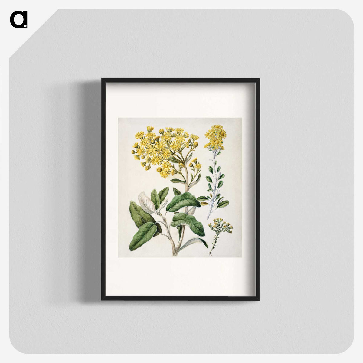 1-18_Native-Flowering-Plants-of-New-Zealand_blk