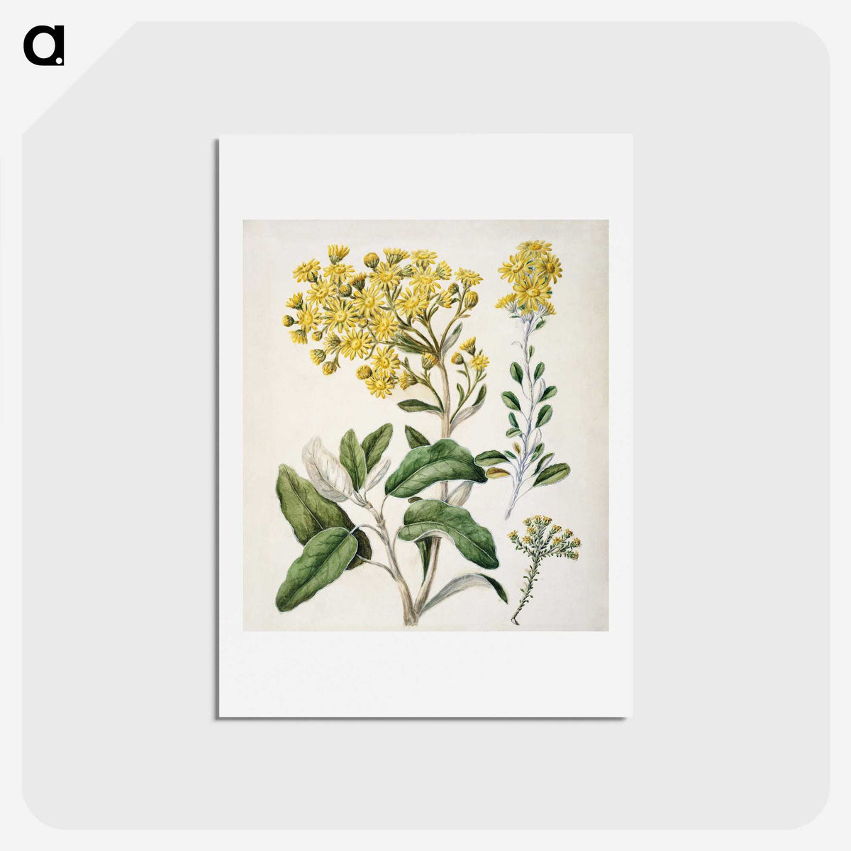 1-18_Native-Flowering-Plants-of-New-Zealand_hagaki
