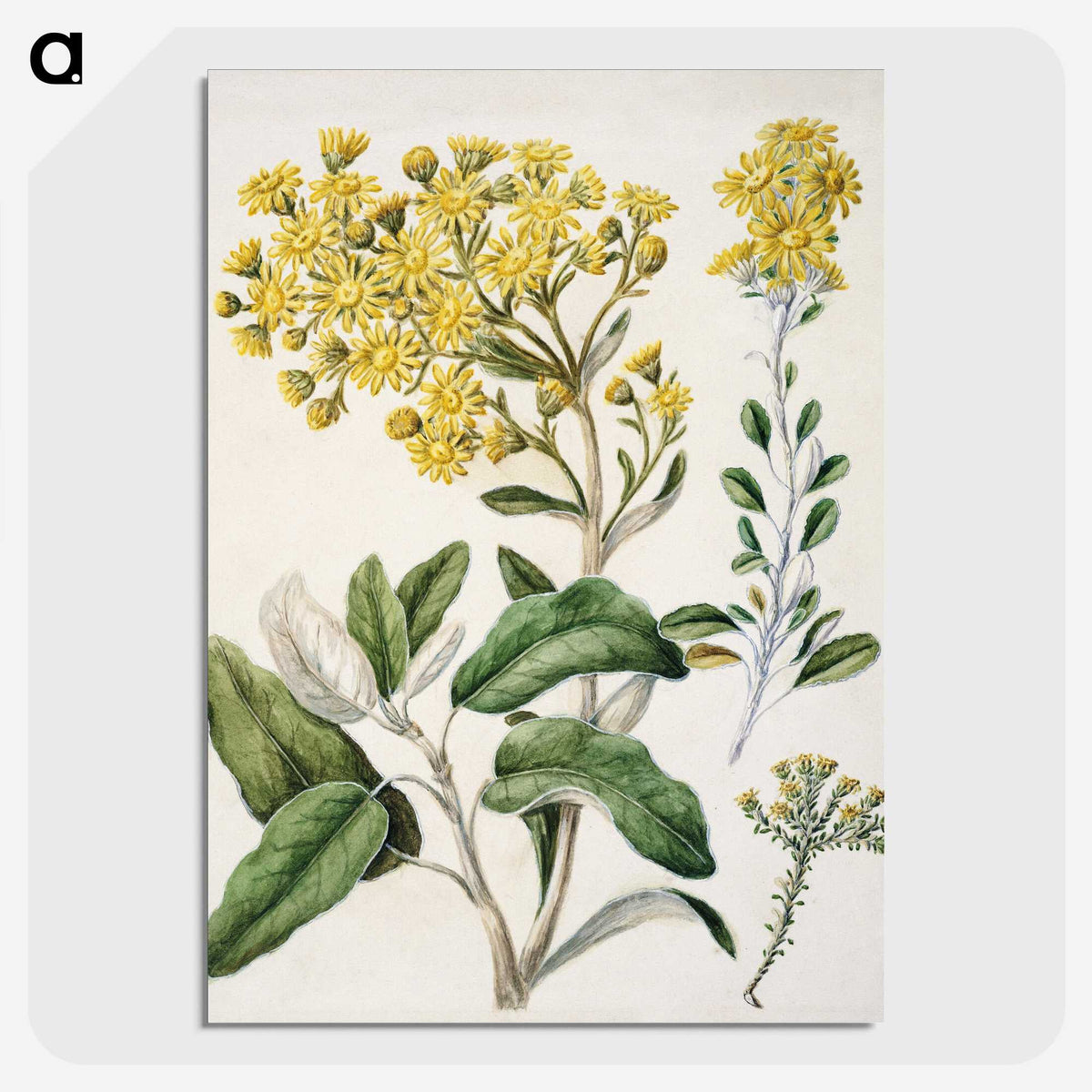 1-18_Native-Flowering-Plants-of-New-Zealand_picture-crop