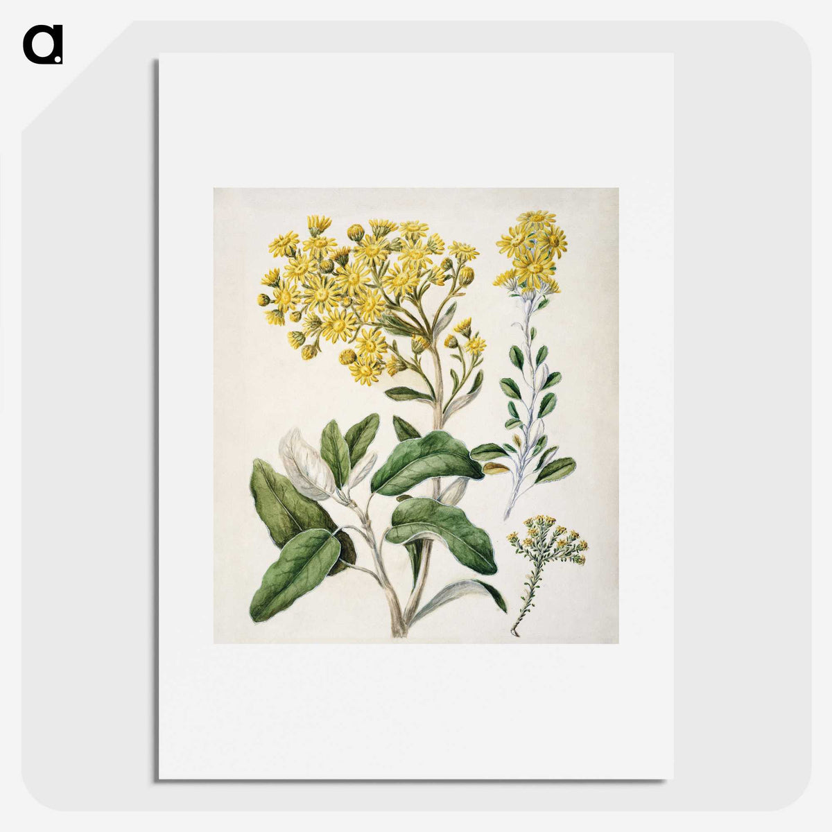 1-18_Native-Flowering-Plants-of-New-Zealand_picture