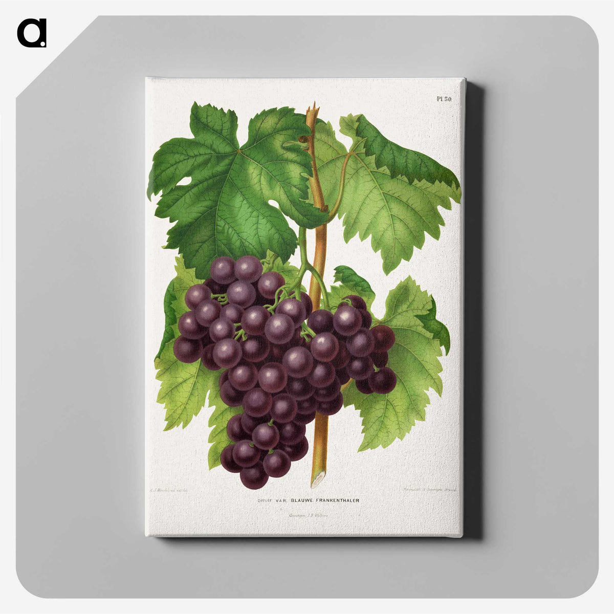 1-18_Nederlandsche-Flora-en-Pomona_canvas