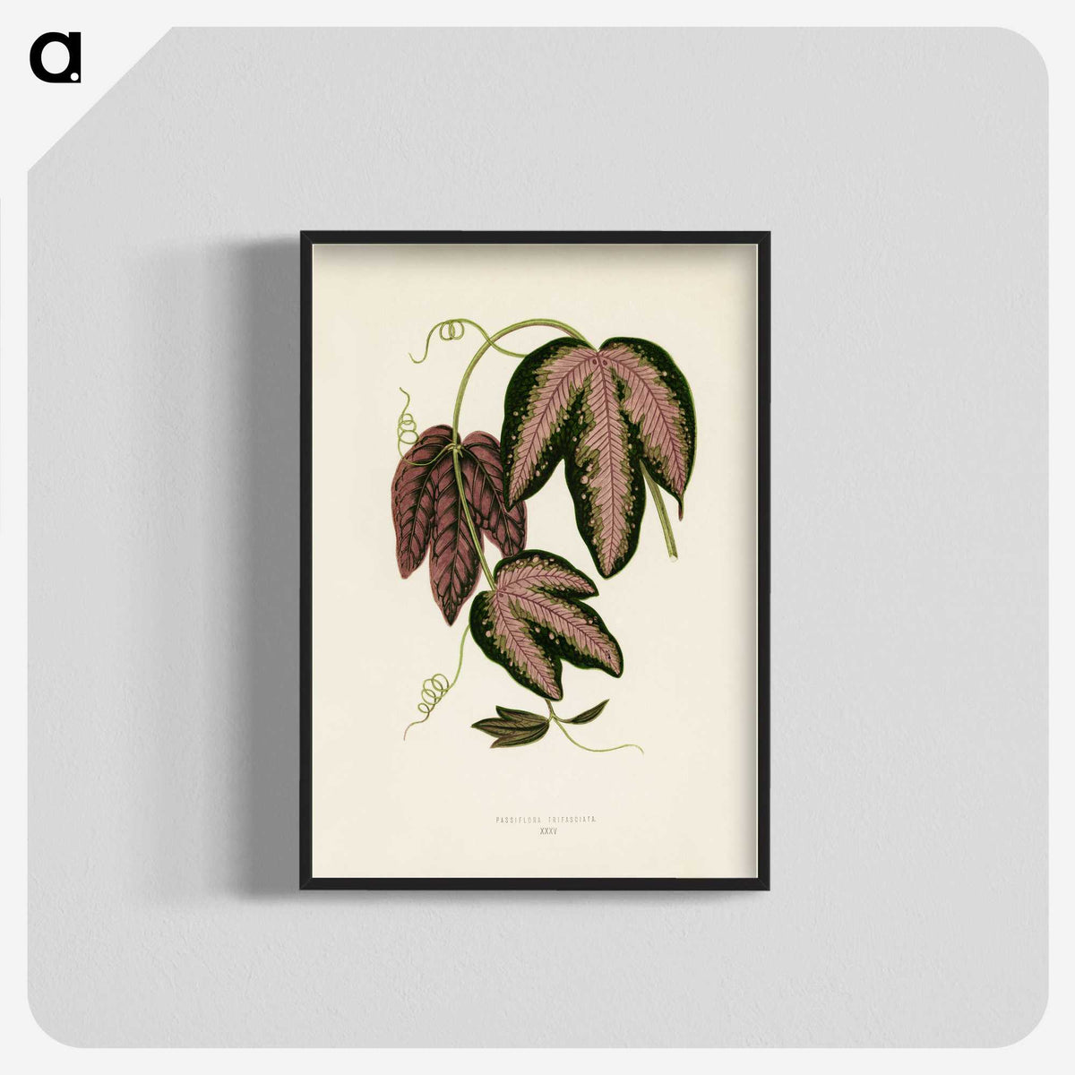 1-18_New-and-Rare-Beautiful-Leaved-Plants_blk-crop