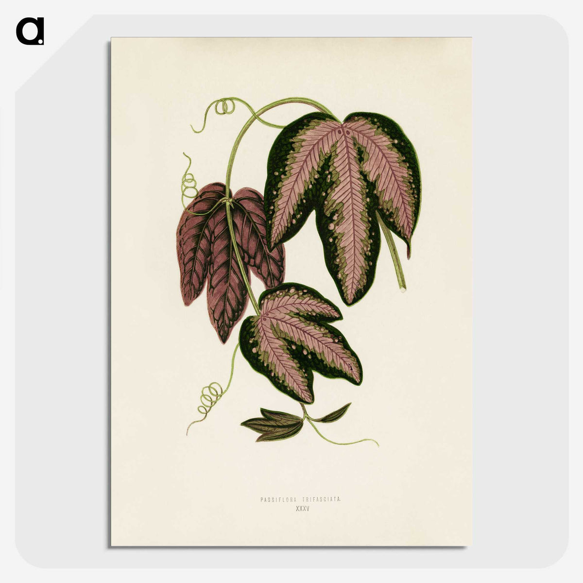 1-18_New-and-Rare-Beautiful-Leaved-Plants_picture-crop