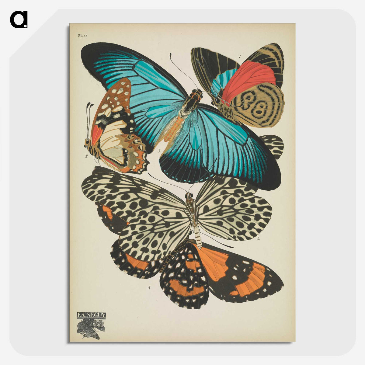 1-18_Papillons_picture-crop