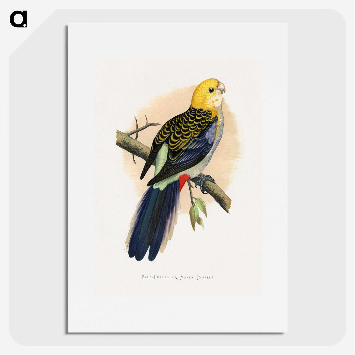 1-18_Parrots-in-Captivity_picture