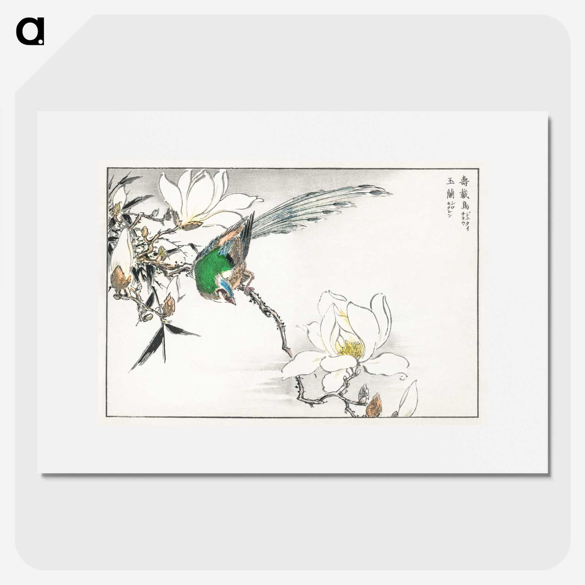 1-18_Pictorial-Monograph-of-Birds_picture