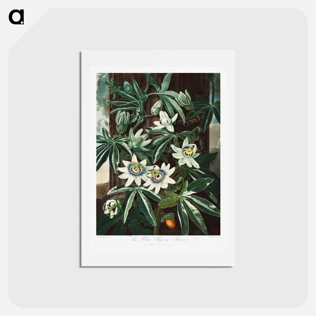 アートポストカード-Passiflora Cerulea
- ロバート ジョン ソーントン Postcard.