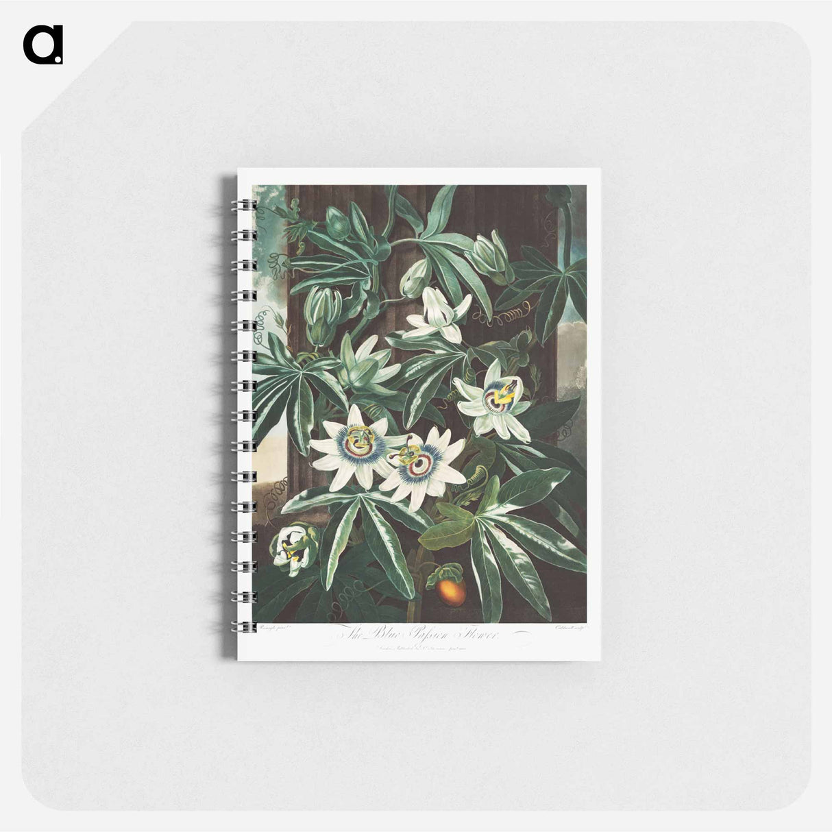 アートメモ帳-Passiflora Cerulea
- ロバート ジョン ソーントン Memo.
