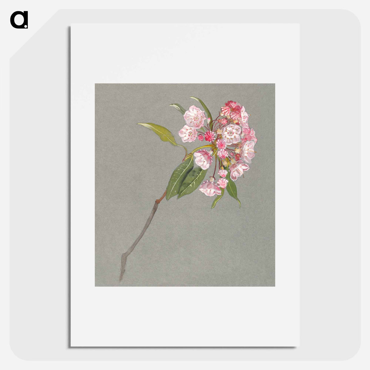 アートポスター-A Bough of Mountain Laurel with Leaves and Blossoms - サミュエル コールマン Poster.