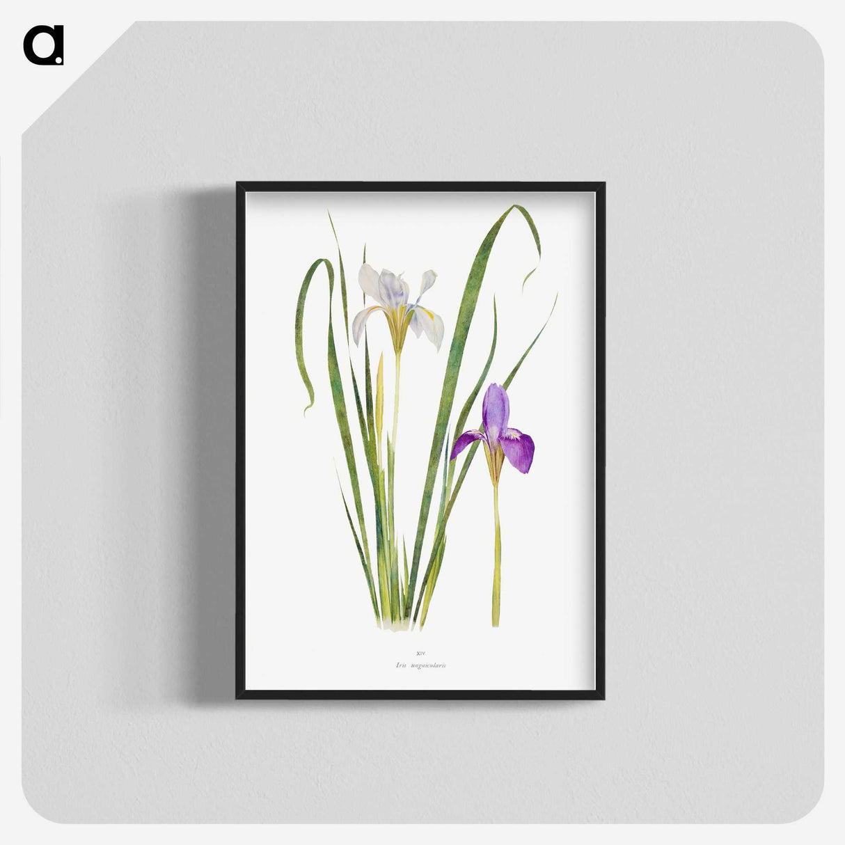 1-18_The-Genus-Iris_blk-crop