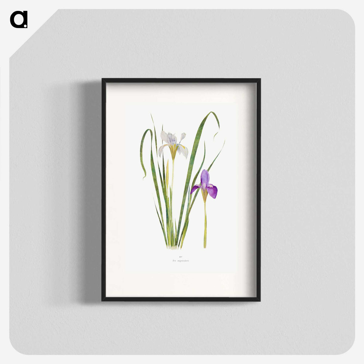 1-18_The-Genus-Iris_blk