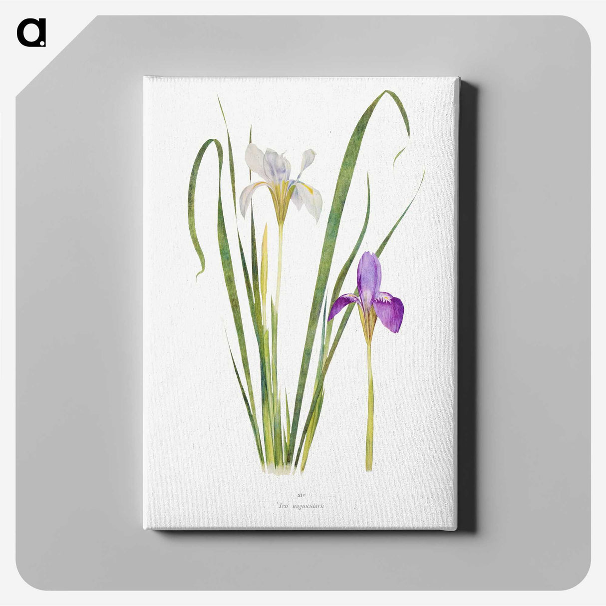1-18_The-Genus-Iris_canvas