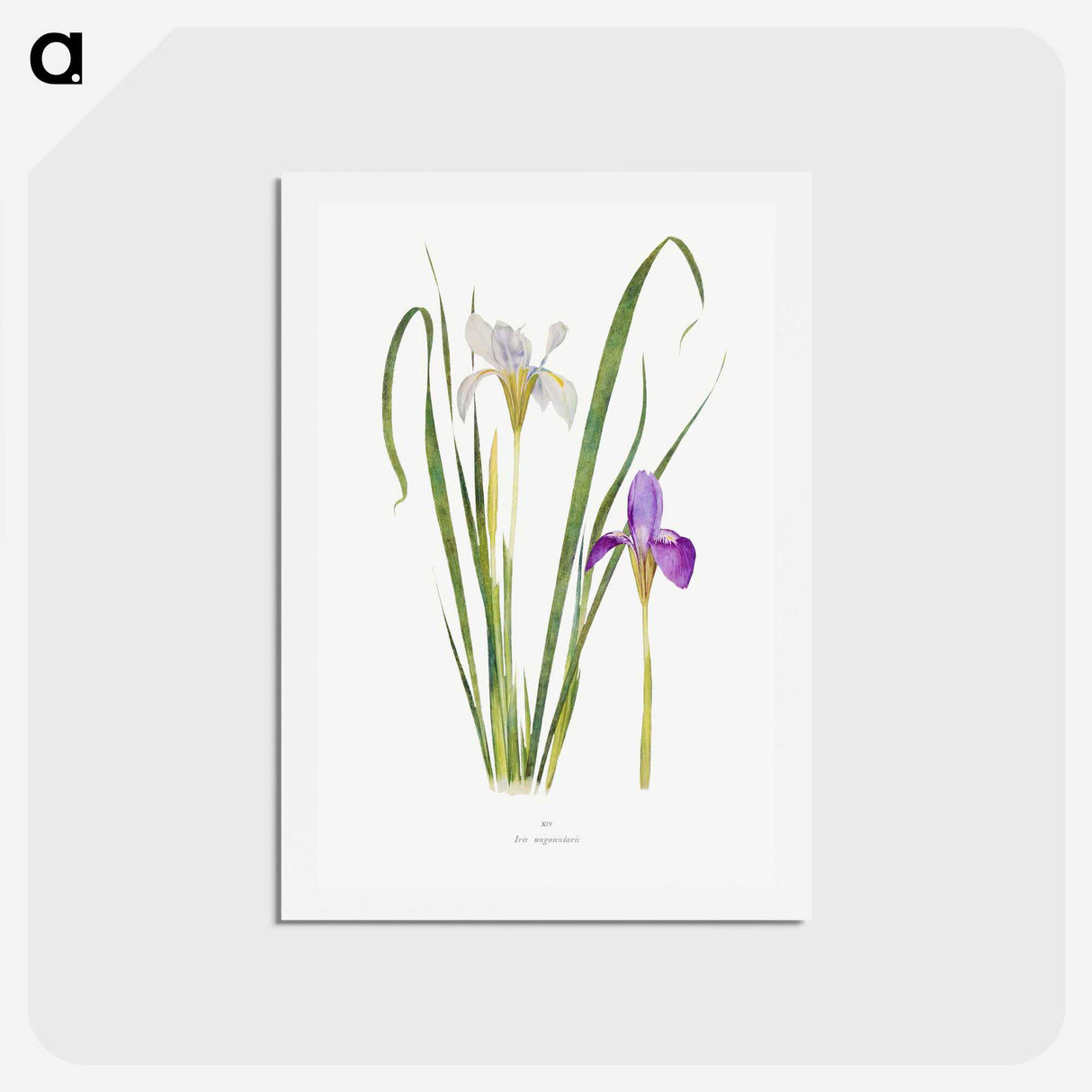 1-18_The-Genus-Iris_hagaki
