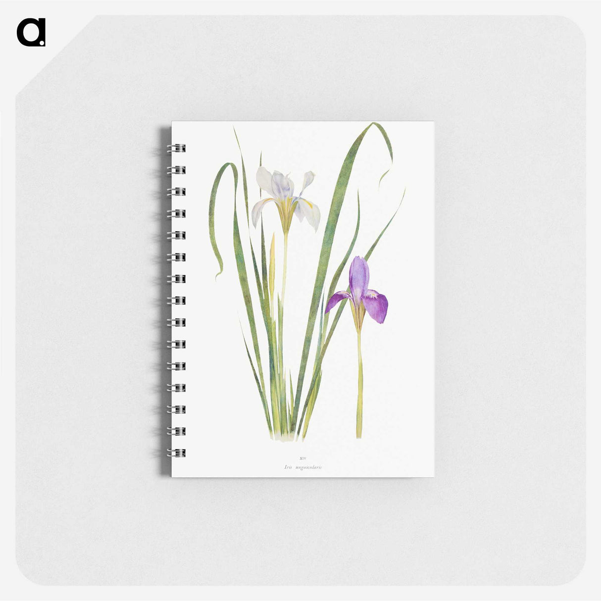 1-18_The-Genus-Iris_memo