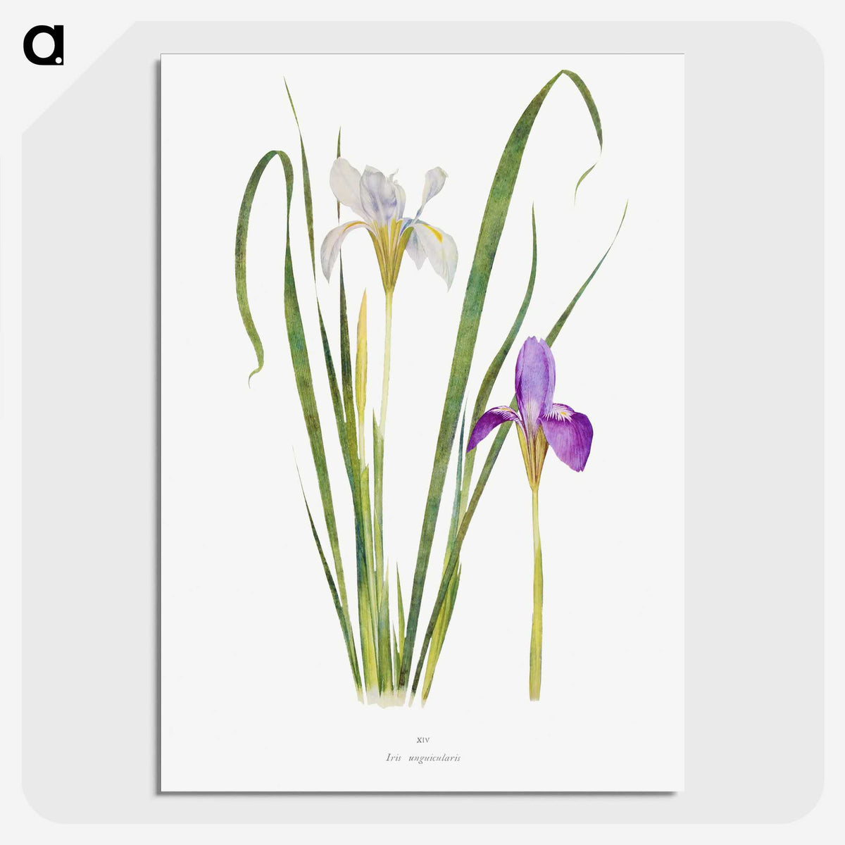1-18_The-Genus-Iris_picture-crop