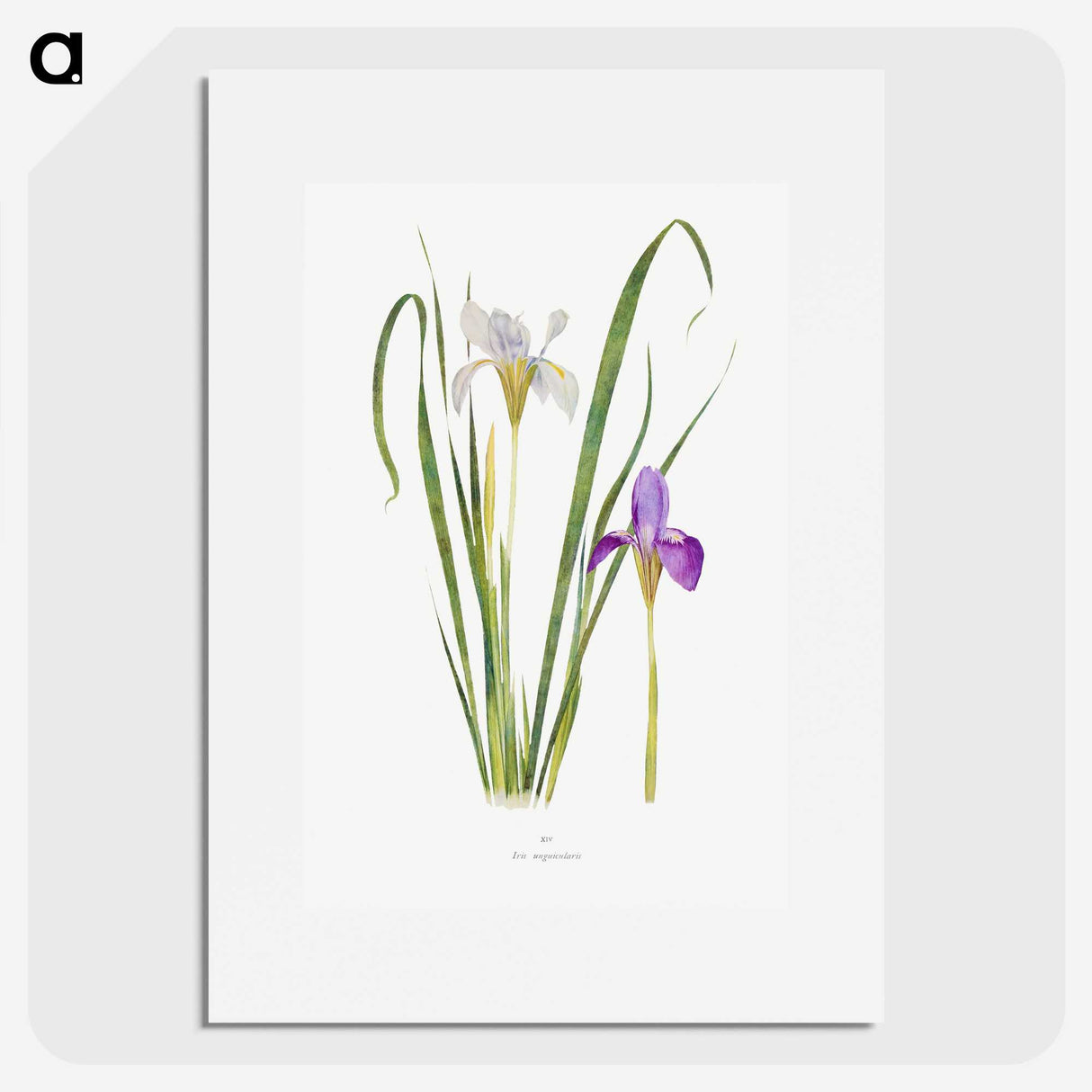 1-18_The-Genus-Iris_picture
