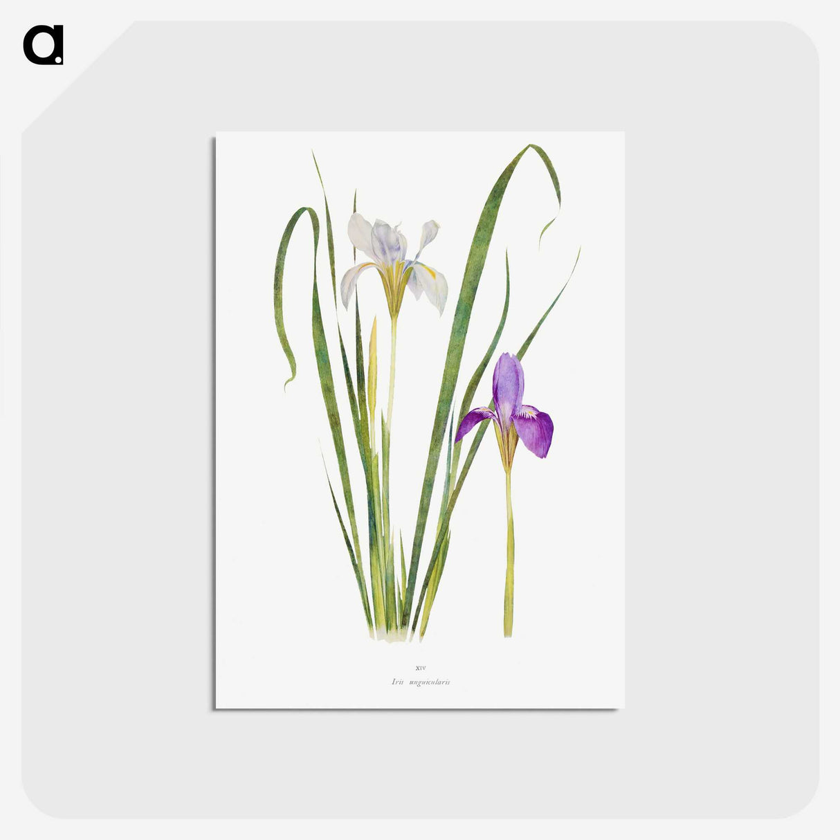 1-18_The-Genus-Iris_postcard
