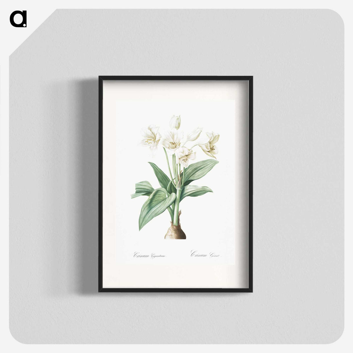 1-18_The-Lilies_blk