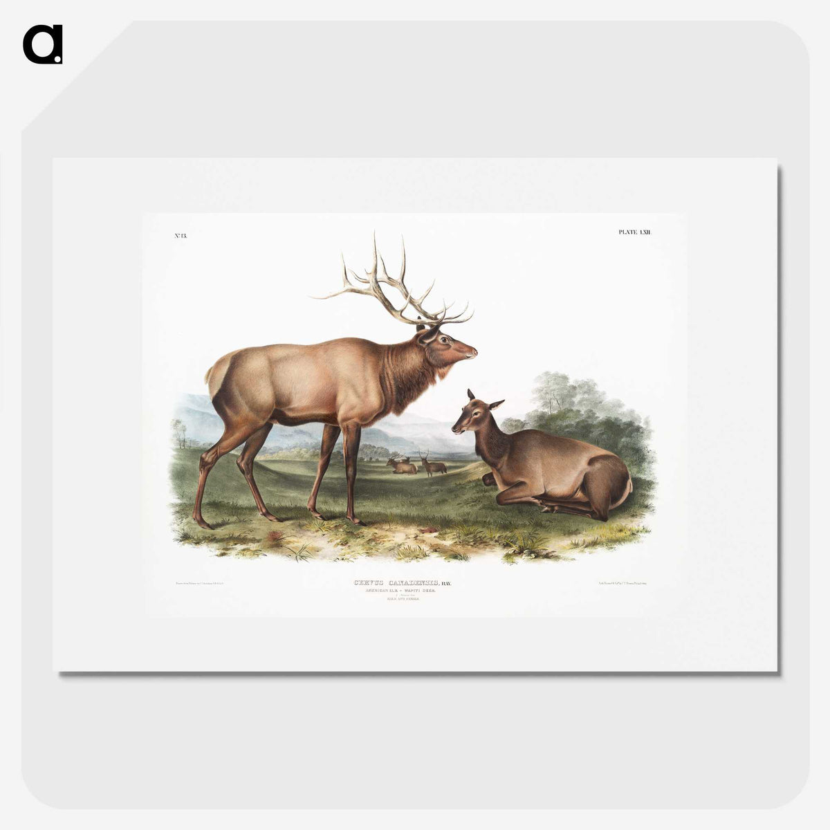 1-18_The-Viviparous-Quadrupeds_picture