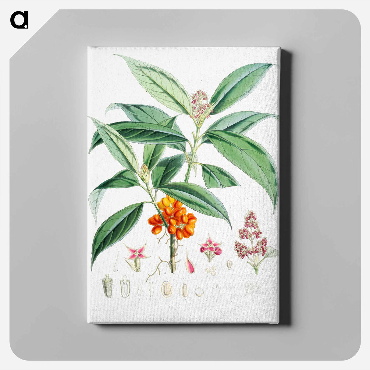 アートパネル-Aucuba Himalaica - ウォルター フッド フィッチ Canvas.
