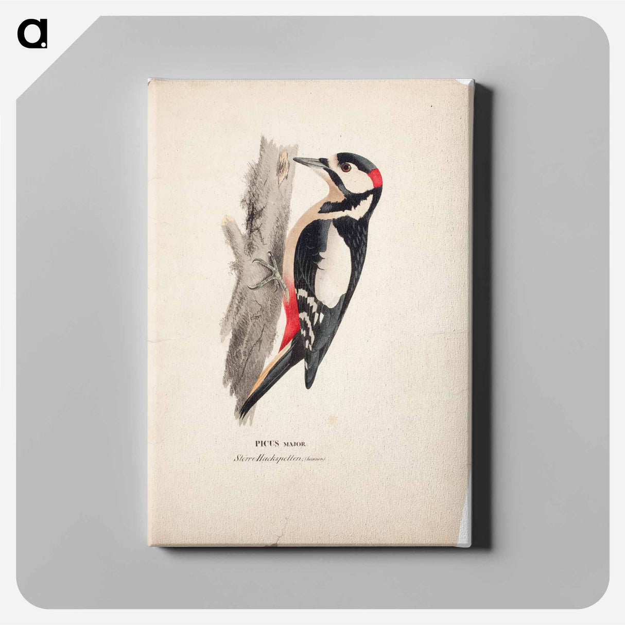 Great spotted woodpecker, male - Wilhelm von Wright Canvas.