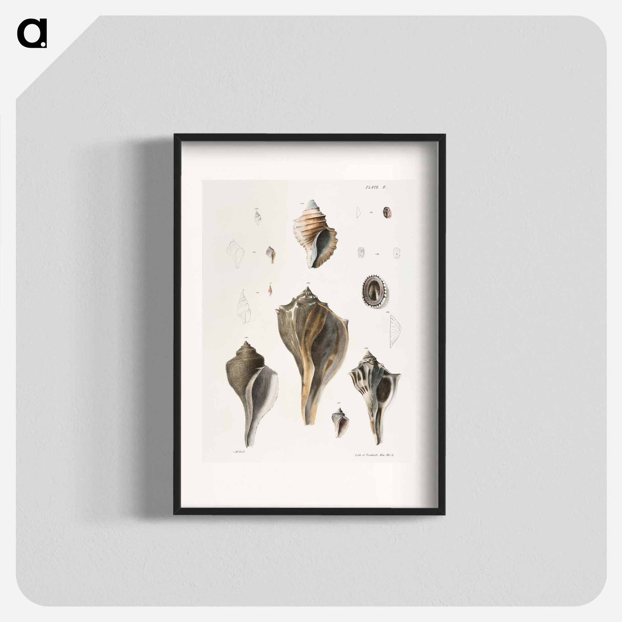 Different types of seashells illustration from Zoology of New York by James Ellsworth De Kay - ニューヨークの動物学 Poster.